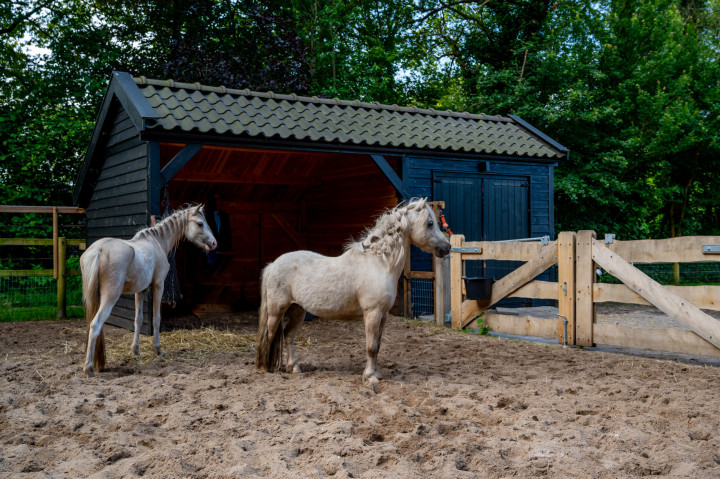 kapschuur-de-deel-met-douglas-constructie-in-kleur-gespoten-wanden-van-douglas-potdekselplanken-open-stalruimte-en-paarden